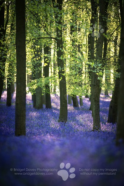 Bluebell Woods Ashridge | Hertfordshire, England