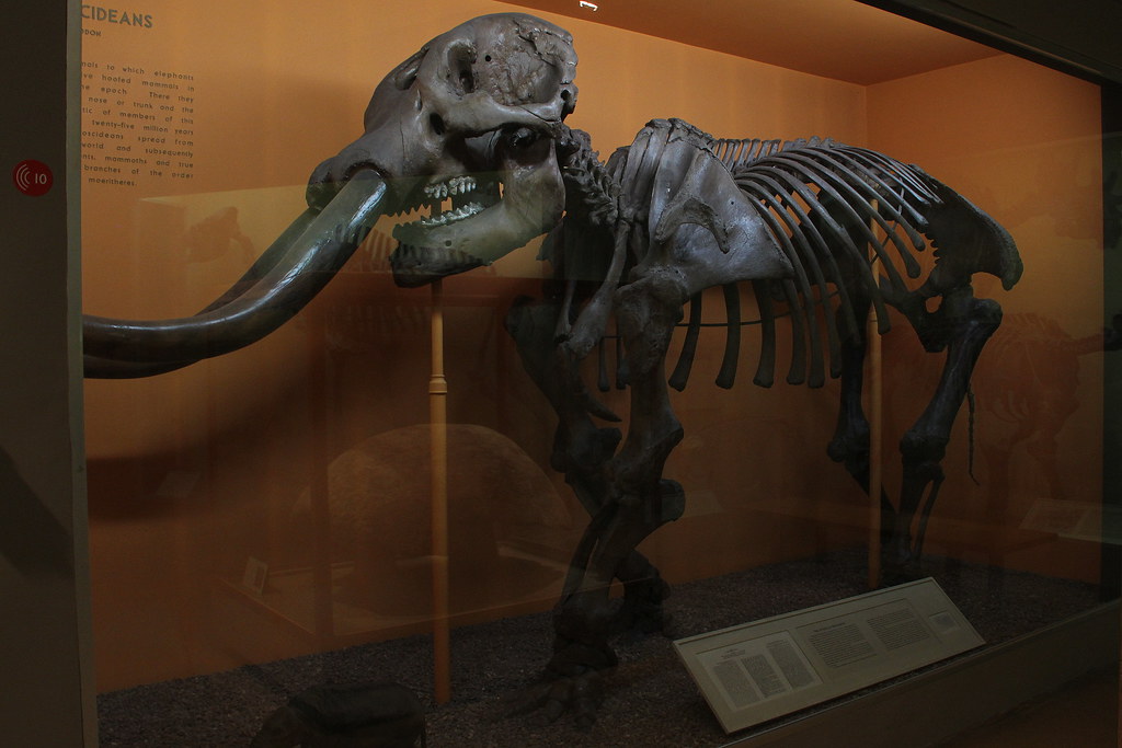 The Otisville Mastodon | A mastodon skeleton on exhibit in t… | Flickr