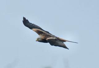 Red kite (Milvus milvus) | bramblejungle | Flickr