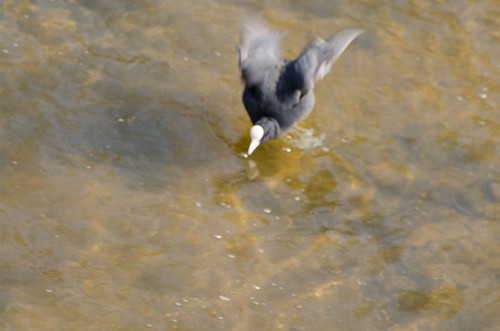 Coot conflict