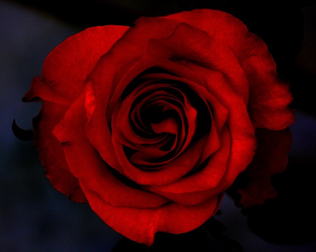 ROSE RED ON BLACK