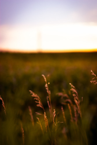 sunset summer field grass minnesota golden evening cornfield midwest estate farm country july pasture julio verano campo grasses backlit twincities plains luglio nikond80