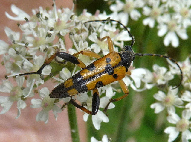 Rutpela maculata. Longhorn Beetle,