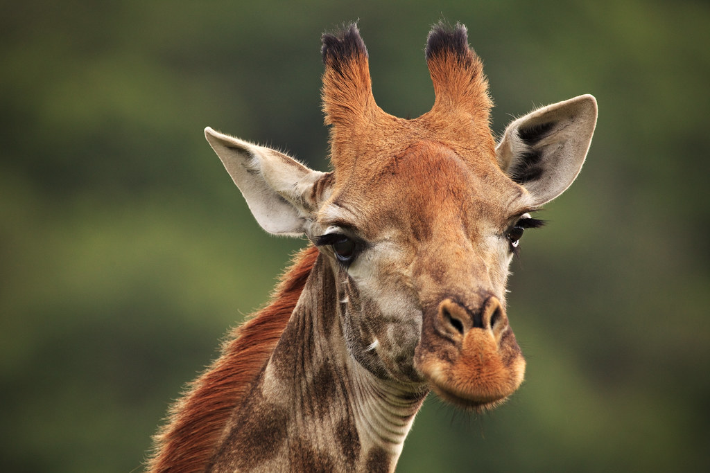 Image: Smiling Giraffe
