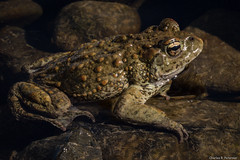 Male Western Toad 1 - Idaho