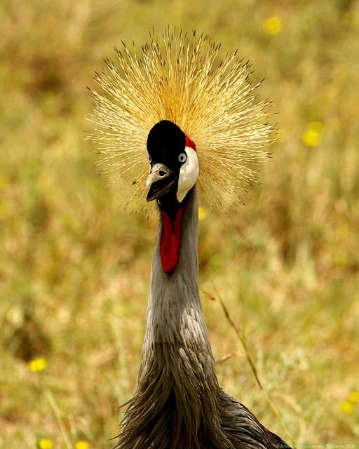 Grue royale - Grey-crowned Crane