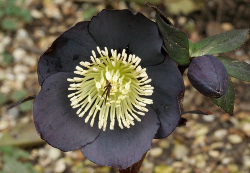 Christmas rose (Lenten rose) | by kazz17