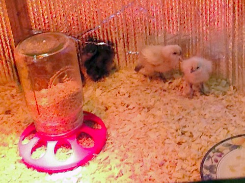 Poultry Waterer 3 gal photo 1