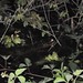 Buscant caimans de nit (un fracàs)