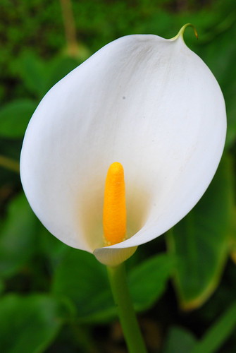 DSC_0036 | Calla lily in our front yard. | Tracie Hall | Flickr