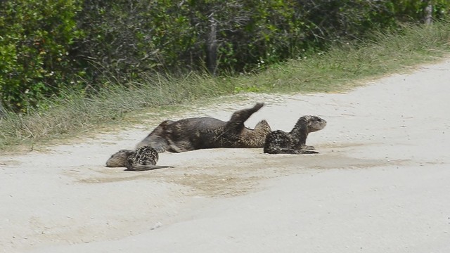 Otter family Dirt Bath