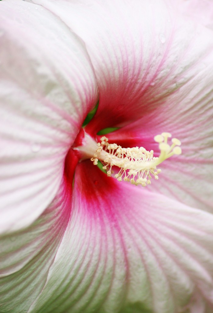 Hibiscus Whispers..............Explore #34 | (Best viewed on… | Flickr