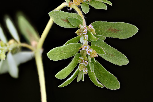 Chamaesyce-maculata-Spotted-Spurge_2012-08-02-16.27.34-ZS-PMax by Sam Droege, Chamaesyce maculata, Spotted Spurge, August 2012, Beltsville, Marylandflowers plants plant flower ma
