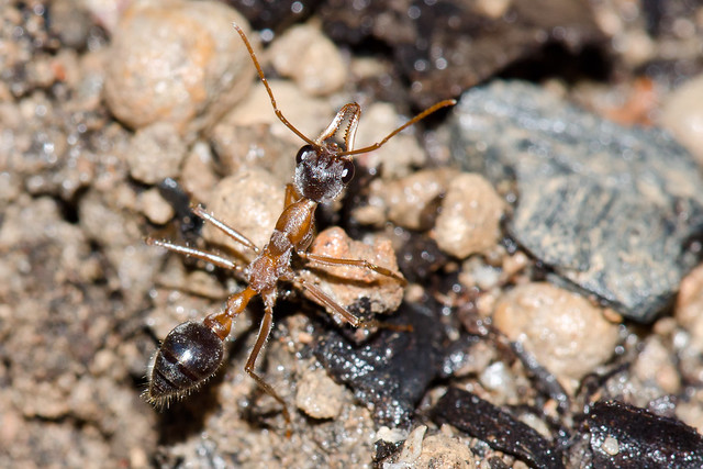 Ant cricket and ant larvae