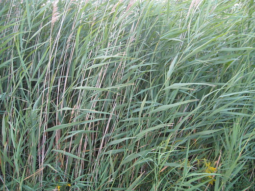 grasses