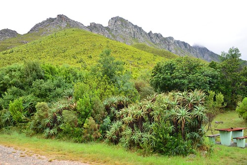 africa march south pass tuesday vegetation fynbos westerncape 2014 tradouw barrydale r324 mar2014 25mar2014