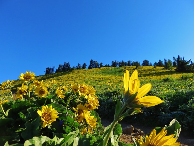 Upper meadow on Dog Mountain