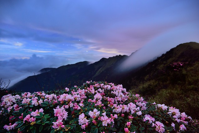 Alpine flowers @ Mt. Hehuan 玉山杜鵑@合歡山 Rhododendron pseudochrysanthum