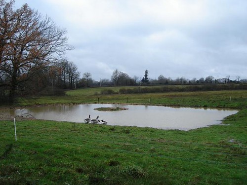 Pond by Buzzy Cluck,