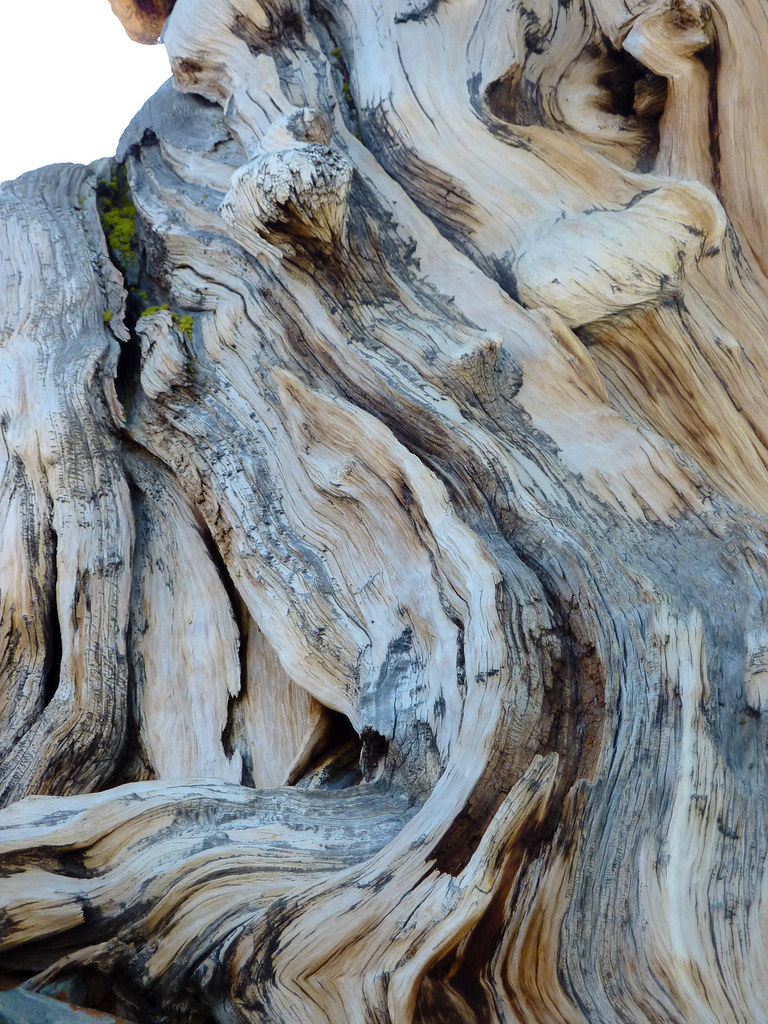 Very old trunk of a bristlecone pine