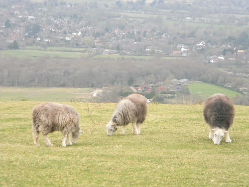 Sheep Hassocks to Lewes