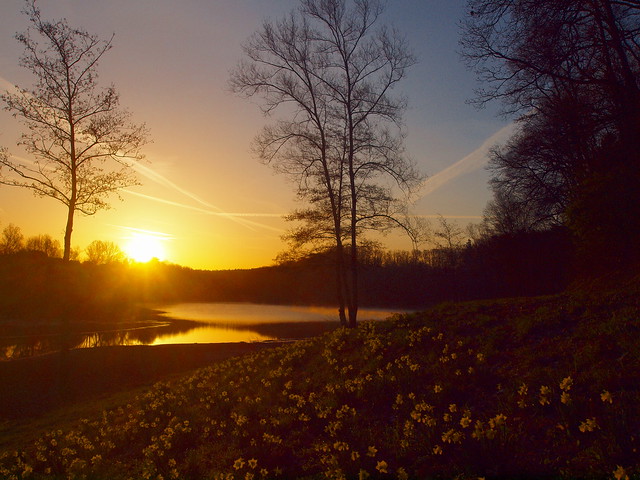 sunrise with daffodils P4010077