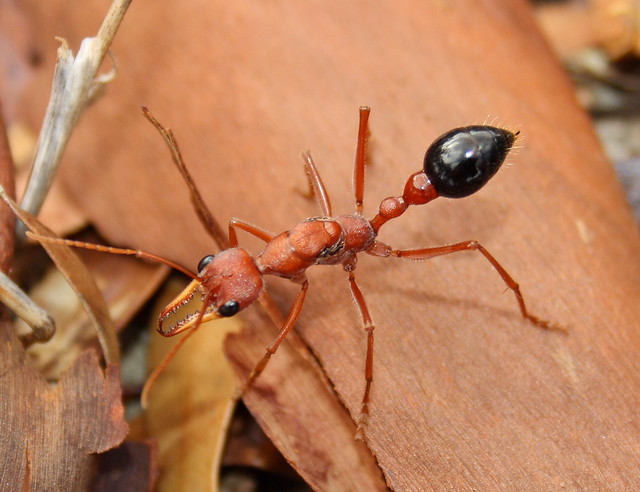 Formicidae>Myrmecia brevinoda? Bulldog Ant IMG8215