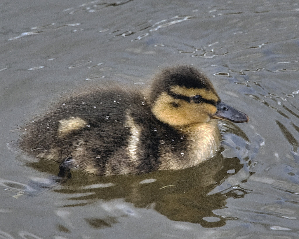 Duckling. They make the pond look kinder. — Ben124., CC BY