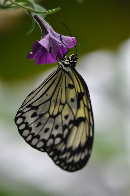 Paper Kite Butterfly - Idea leuconoe