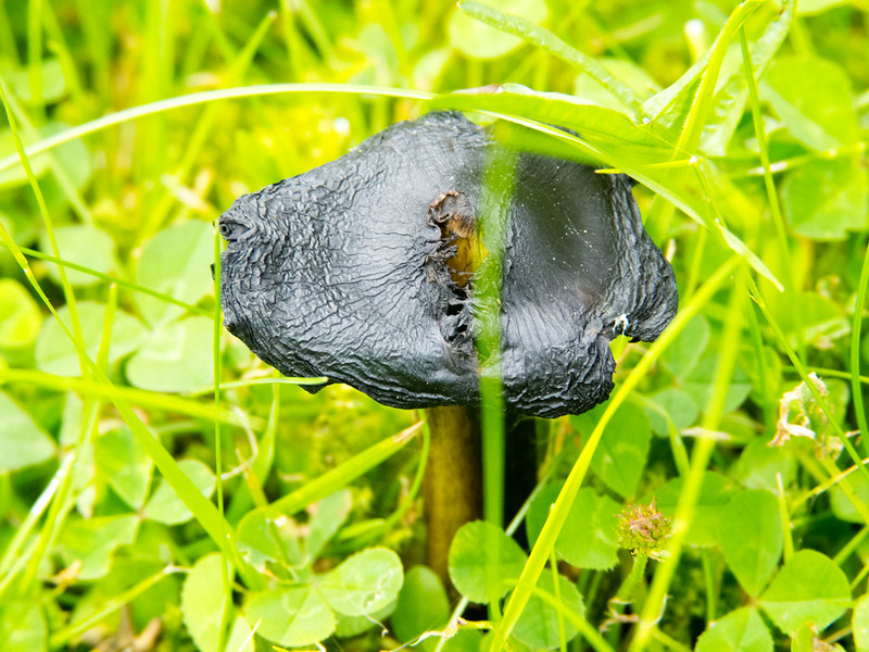 Blackening waxcap