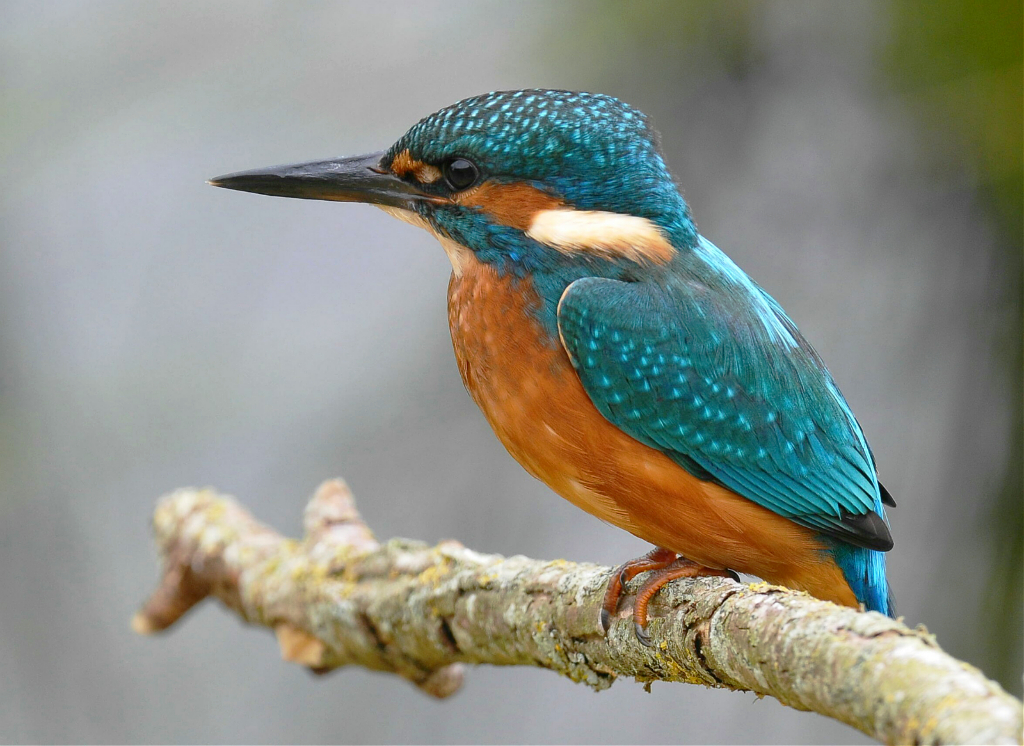 COLORFUL BIRDS! | Flickr