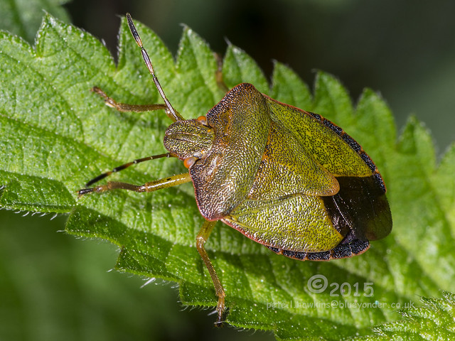 5857 Green Shieldbug