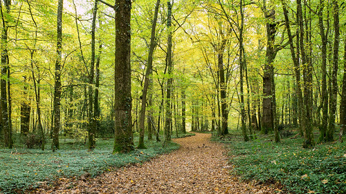 En vert et contre toux by Di Chap, Bois de Saint Pierre