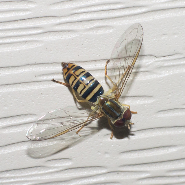 Toxomerus politus - syrphid fly