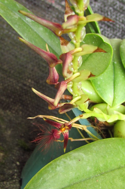Bulbophyllum Barbigerum