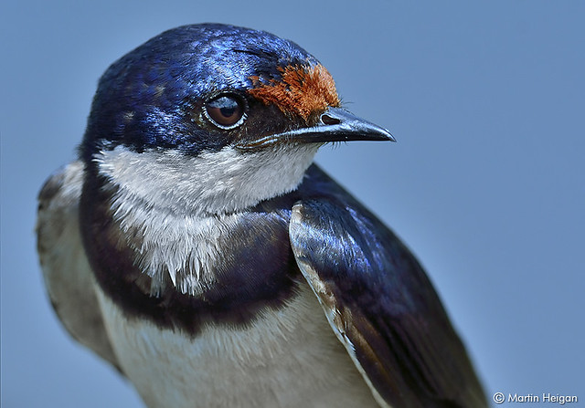 White-throated Swallow Portrait