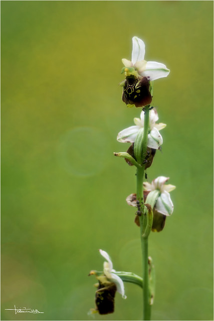 Ophrys holosericea.