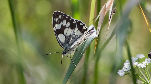 Papillon du Marais