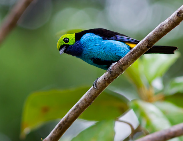 Sete-cores-da-amazônia  (Tangara chilensis - Vigors, 1832)