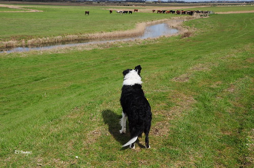 Mac Vs Cattle | by EJ Images