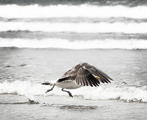 Take off | by flickr_roo