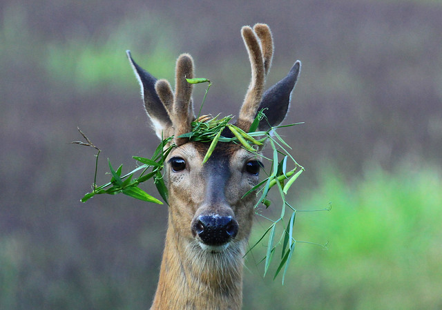 A Real Party Animal - Whitetail Buck