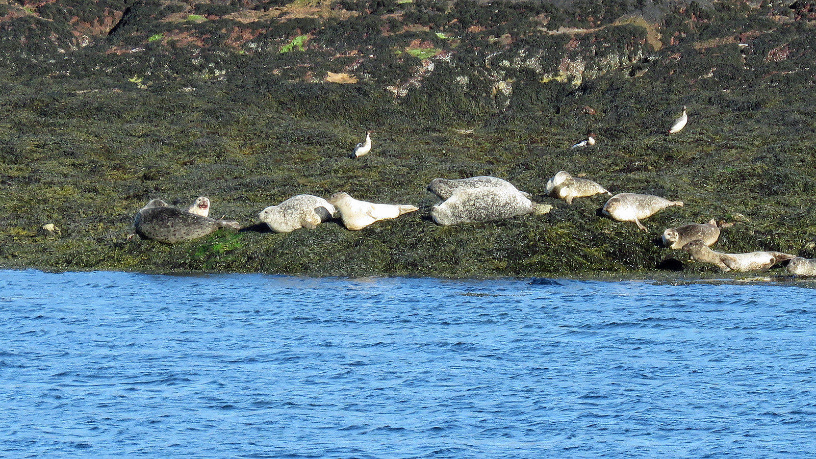 Harbour Seals - Phoca vitulina
