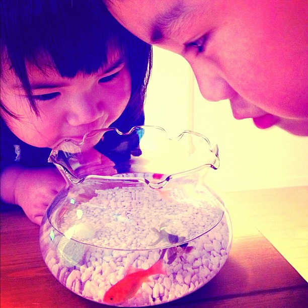金魚に夢中エアポンプの代わりになる酸素タブレットを買って来た これは便利 Hooked On Goldfish Flickr