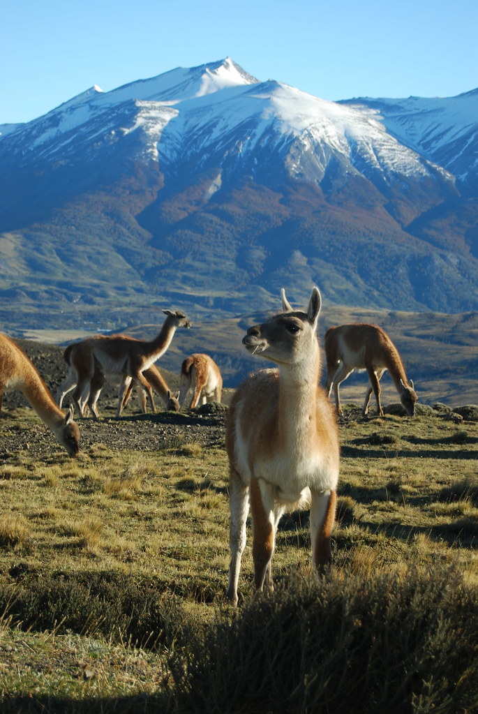Familia Guanacos | Cascada Expediciones | Flickr