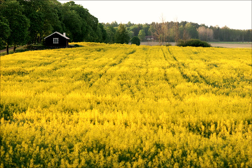 house field yellow rural sweden rapeseed roslagen