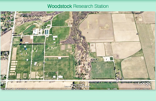 plant research agriculture universityofguelph researchstation ridgetown plantagriculture
