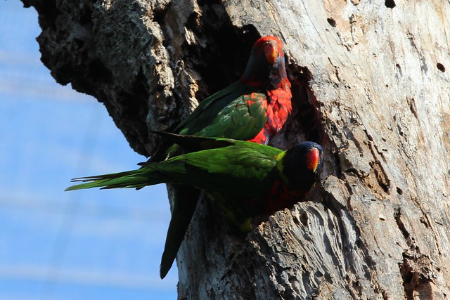 Trichoglossus haematodus haematodus (Green-naped Lorikeet) and Alisterus scapularis (Australian King Parrot) - captive