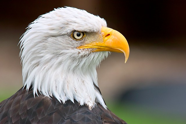 Weißkopfseeadler -American bald eagle