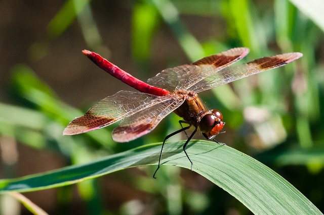 Chasing RGB dragonflies